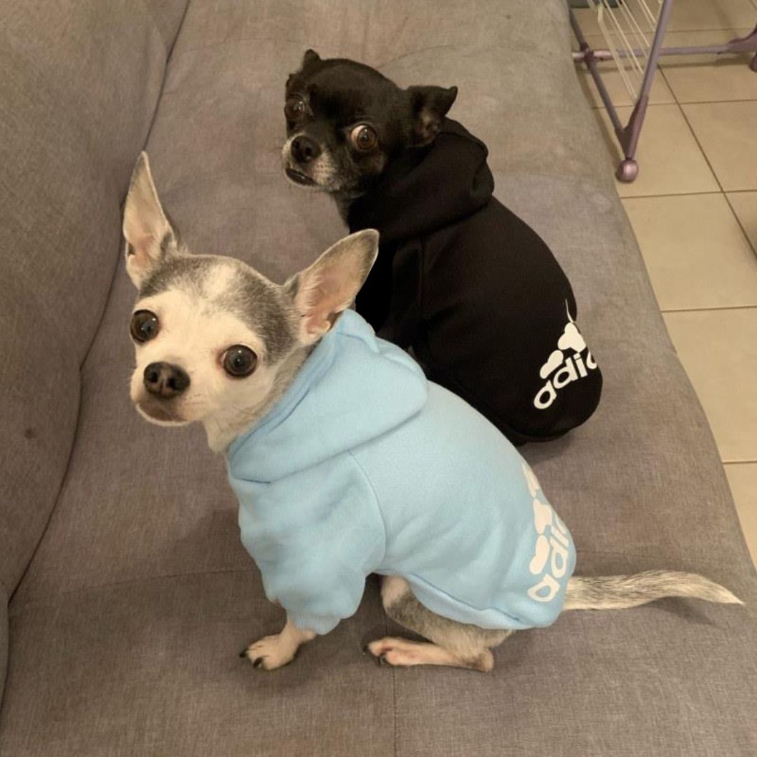 ADIDOG┃HOODIE PARA PERROS