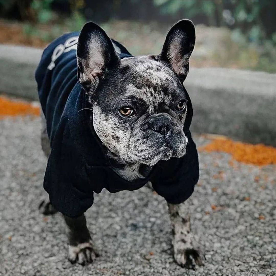 ADIDOG┃HOODIE PARA PERROS