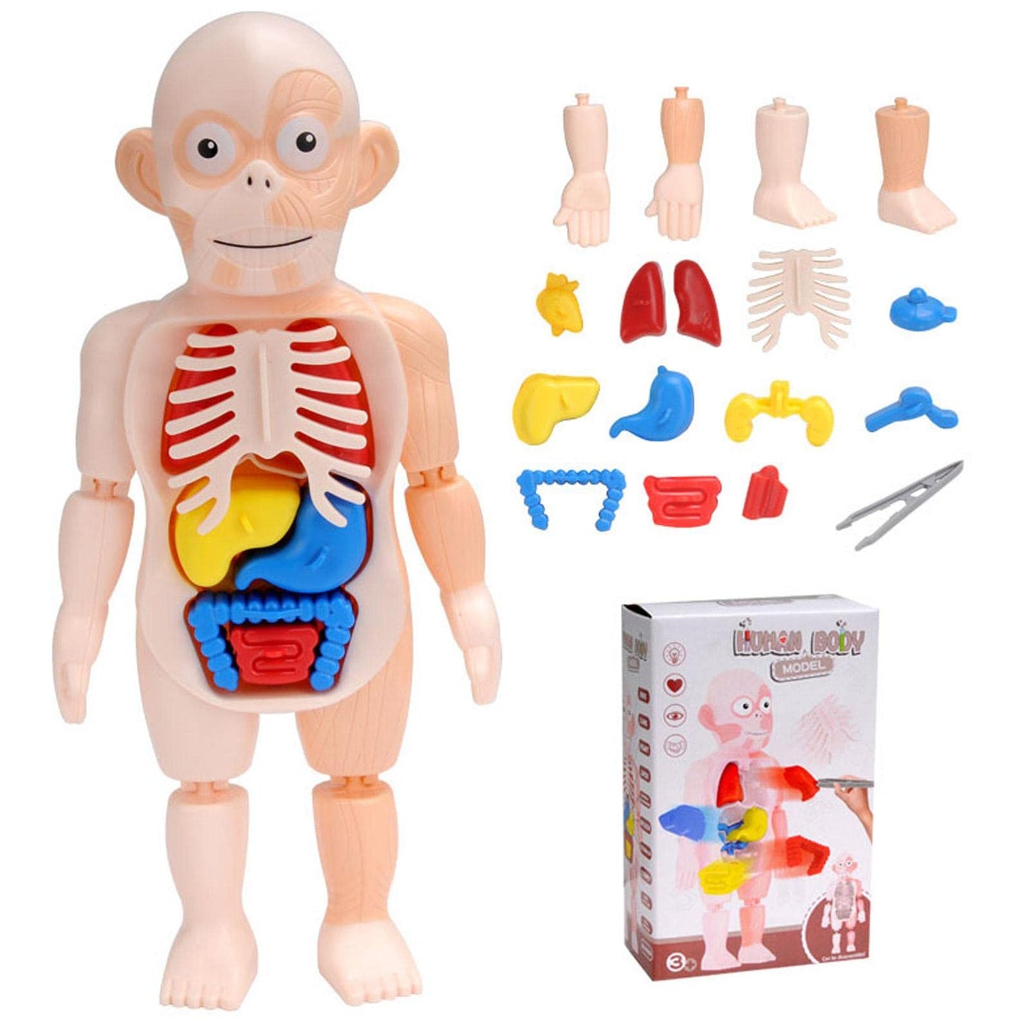 ANATOMYKIDS™: JUEGO INTERACTIVO ANATOMIA HUMANA