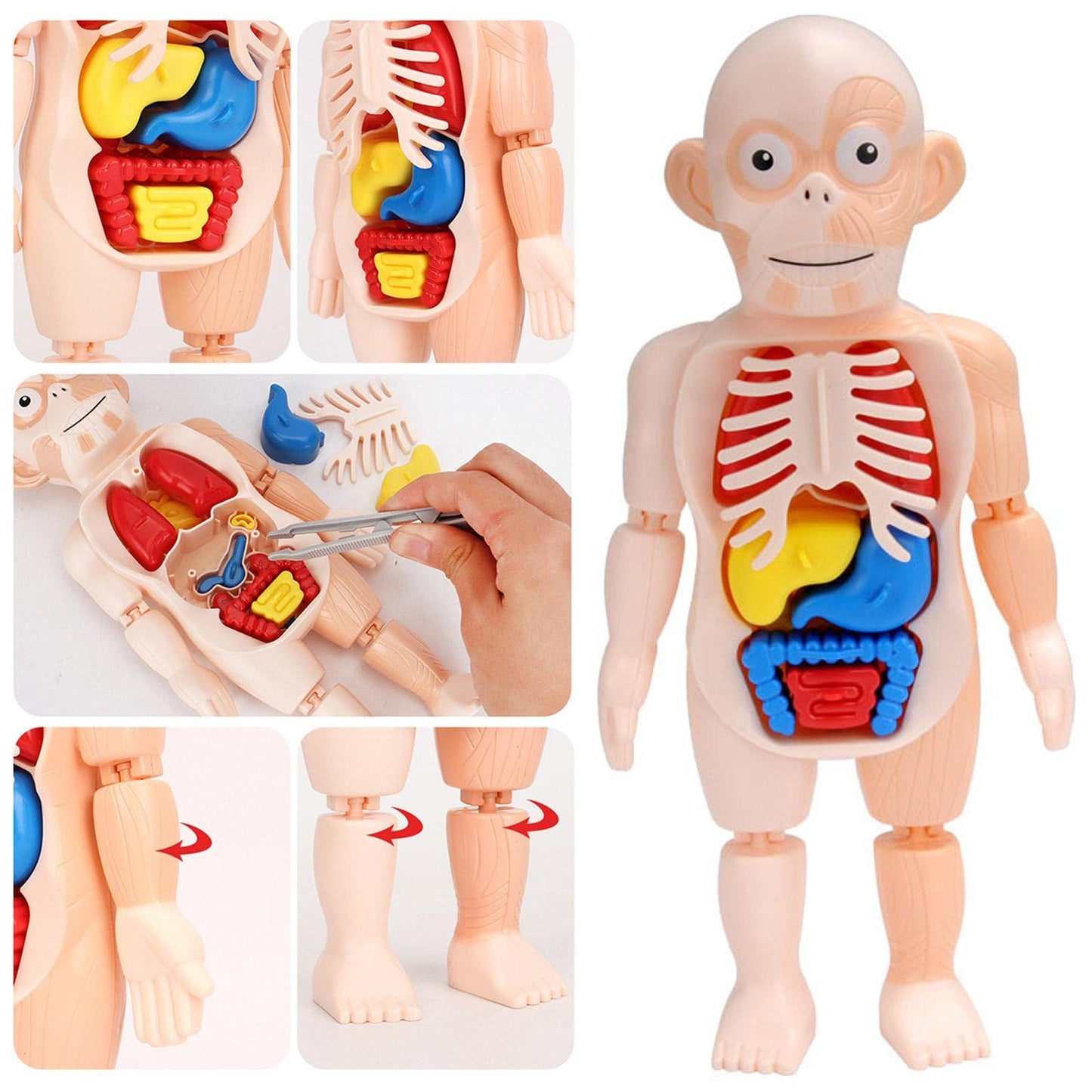 ANATOMYKIDS™: JUEGO INTERACTIVO ANATOMIA HUMANA