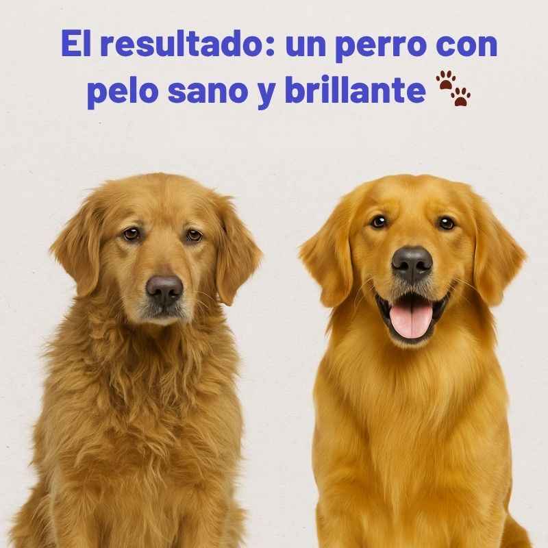 Omega Max 3X™: Aceite de pescado de triple fuente para perros