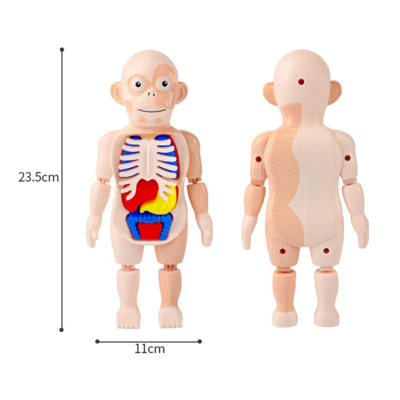 ANATOMYKIDS™: JUEGO INTERACTIVO ANATOMIA HUMANA