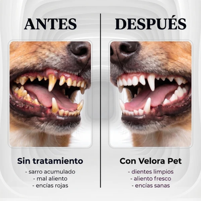 Spray dental para perros sin anestesia ni cepillado